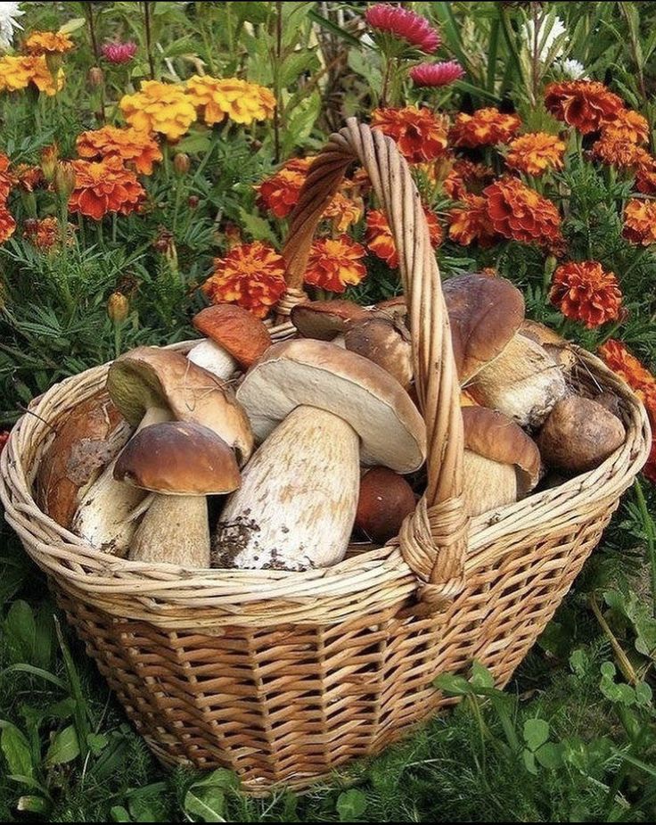 a wicker basket filled with different types of mushrooms and flowers in the background is an orange flower bed