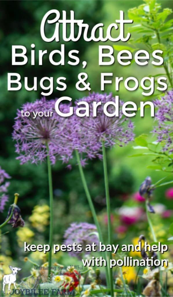 a field with purple flowers and the words attract birds, bees, bugs & frogs to your garden