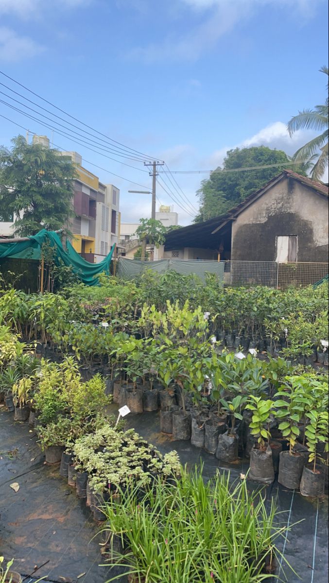 many potted plants are in the middle of a garden area with buildings and power lines behind them