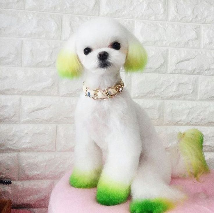 a small white dog sitting on top of a pink cushion