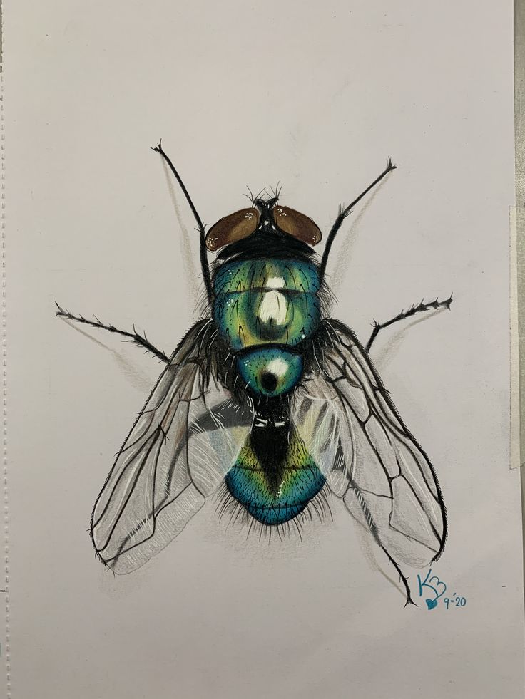 a drawing of a fly with glasses on it's head and wings, sitting on top of a piece of paper