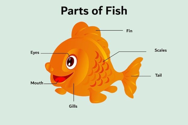 the parts of a fish labeled in english