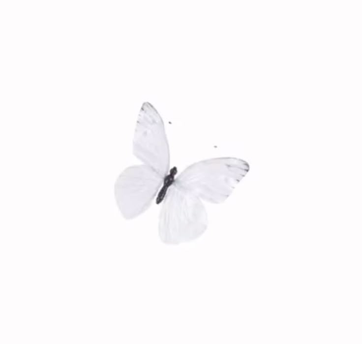 a white butterfly flying through the air