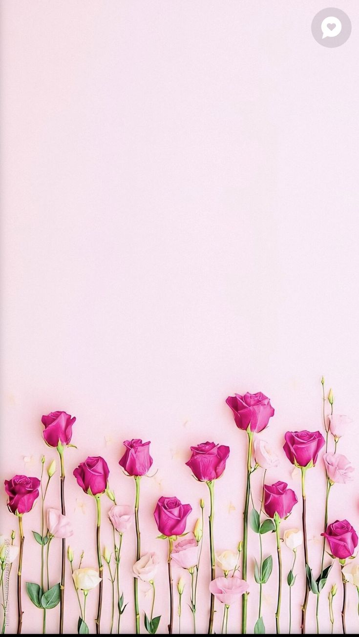 many pink flowers are in the middle of a row on a light pink background with space for text