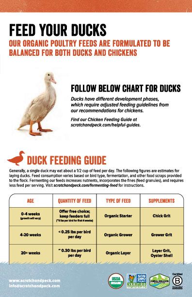 a poster with instructions on how to feed ducks