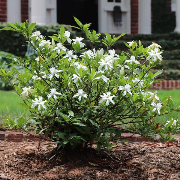 a bush with white flowers in front of a house