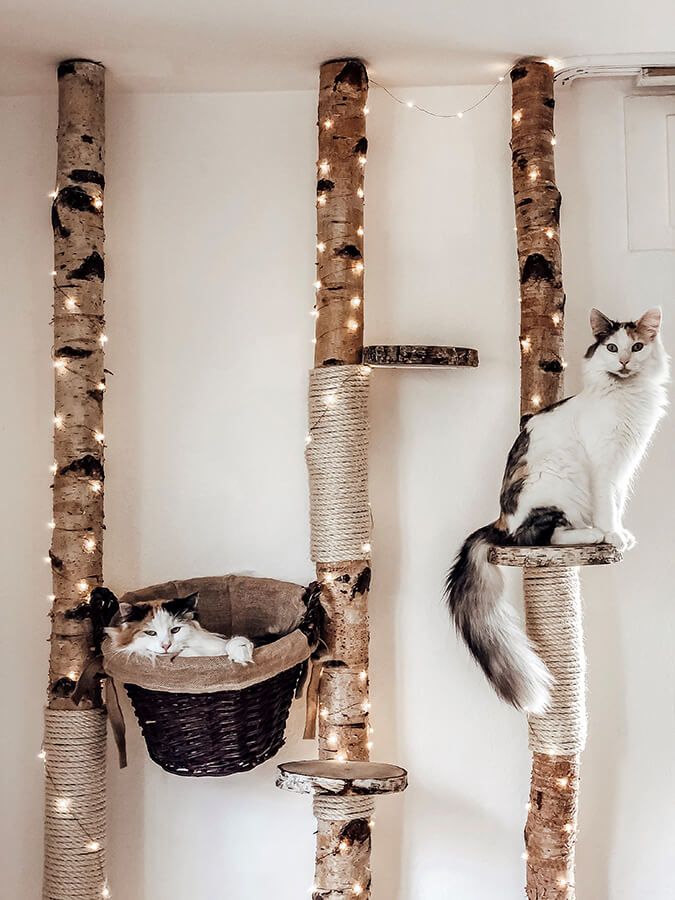 a cat sitting on top of a tree in front of several cats hanging from it's sides