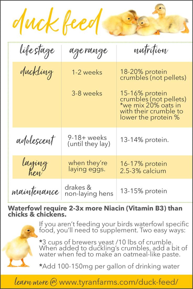 an info sheet describing how to use duck feed for your baby's health needs