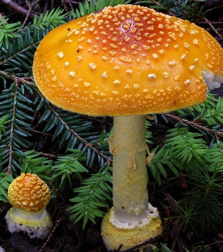 a yellow mushroom sitting on top of a forest floor