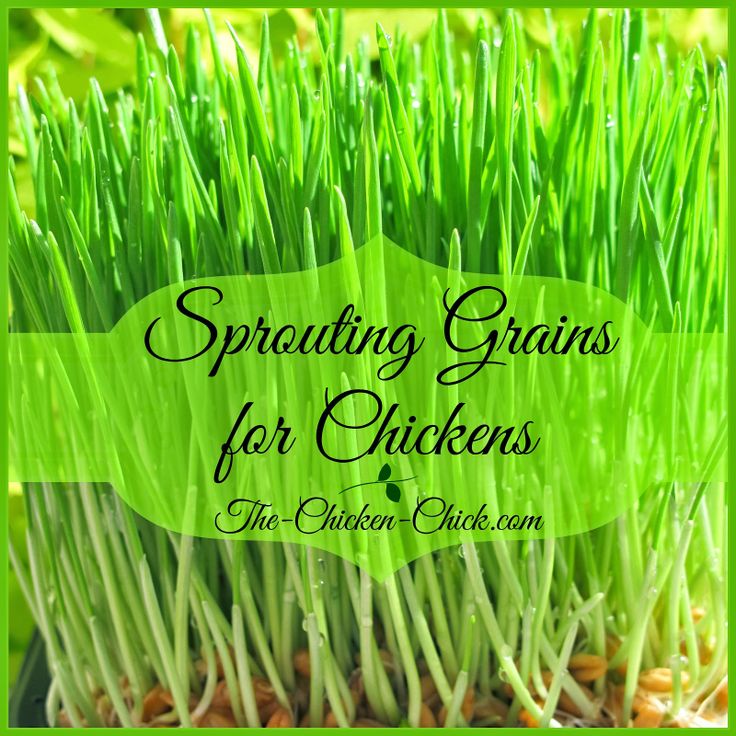 some green grass with the words sprouting grains for chickens on it and an image of