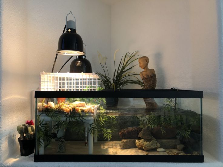 a fish tank with plants and rocks in it on a shelf next to a lamp