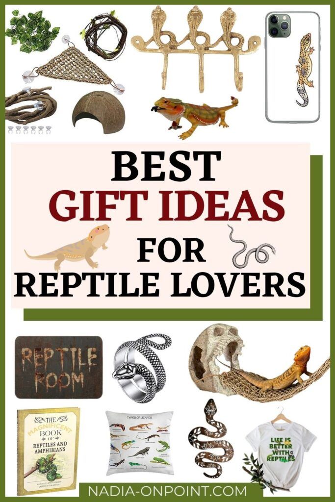 the best gift ideas for reptile lovers