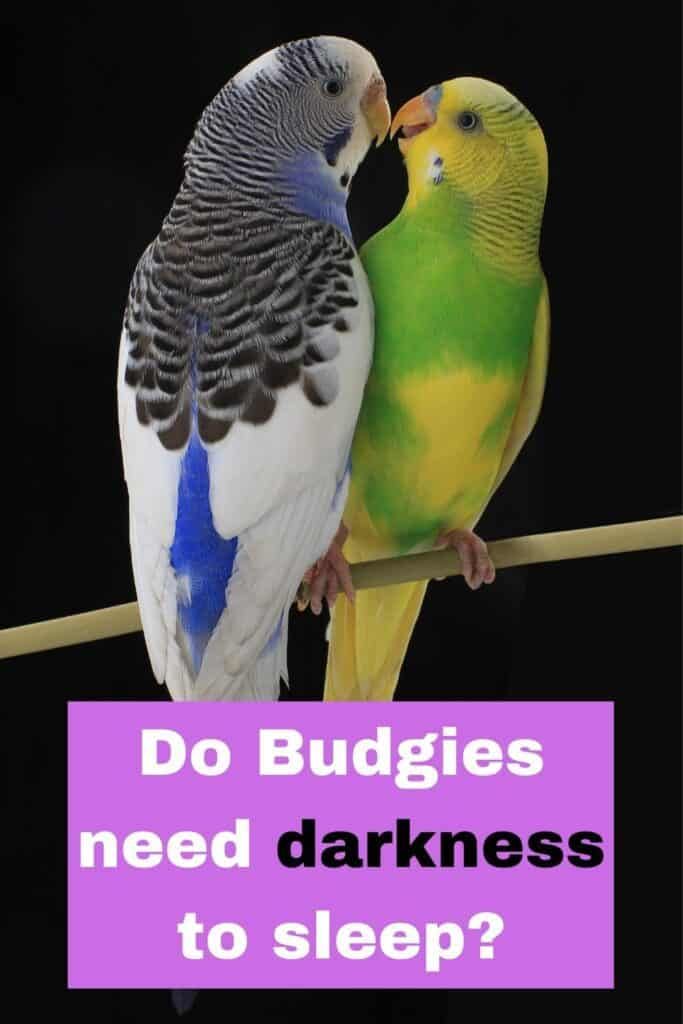 two colorful birds sitting on top of a wooden pole with the words budgie temperature range