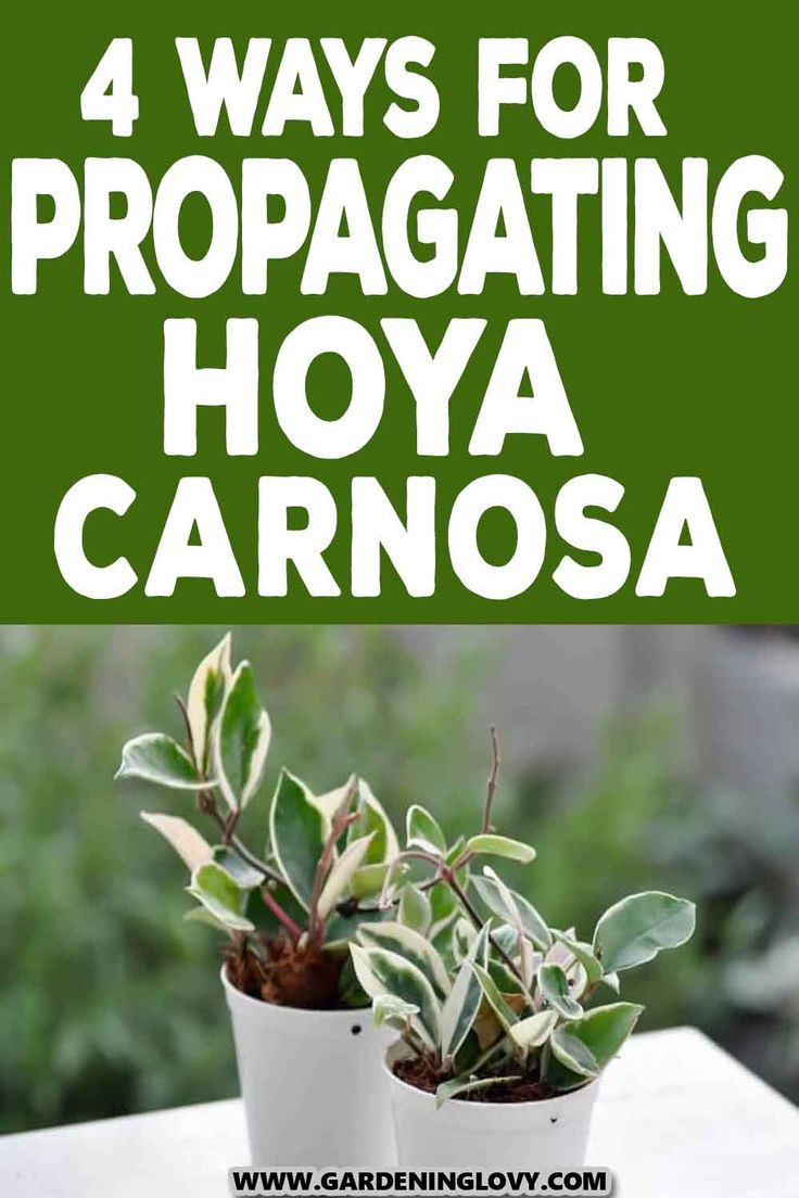 three potted plants with the words 4 ways for propagating hoya carnosa