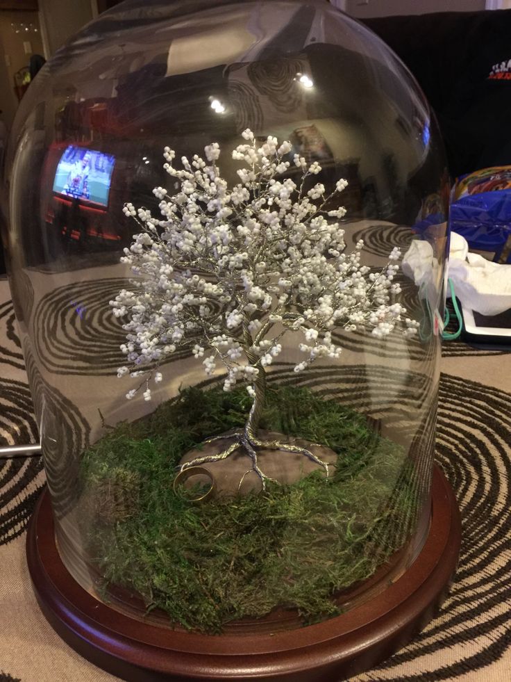 a glass dome with a tree in it