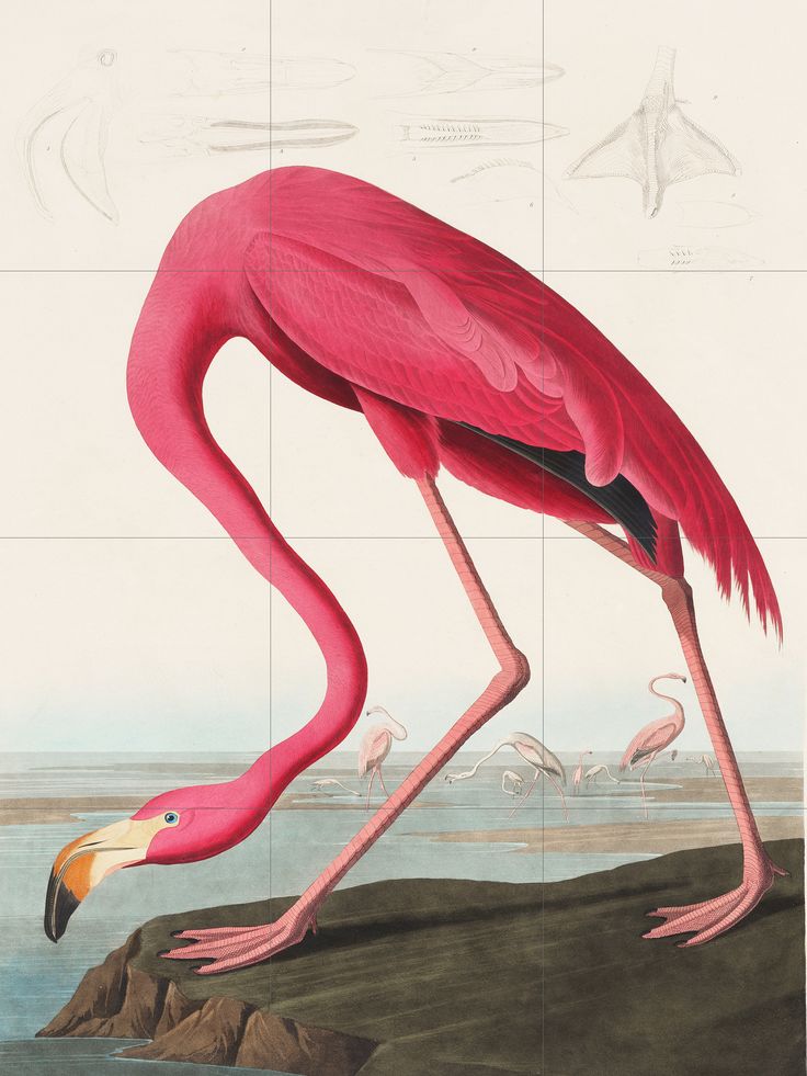 a pink flamingo standing on top of a rock next to water and other birds