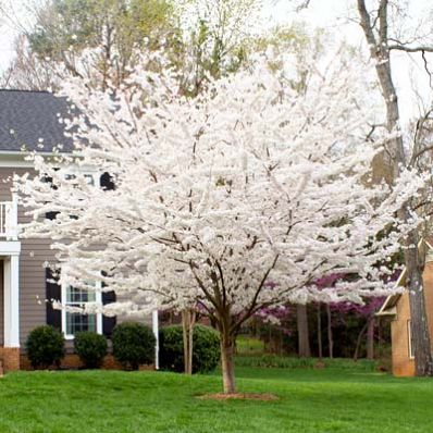 a tree with white flowers in front of a large gray house on a green lawn