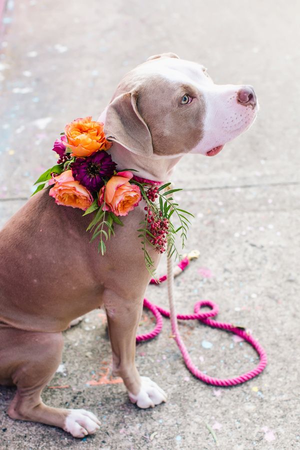 a dog with flowers on it's collar sitting on the ground