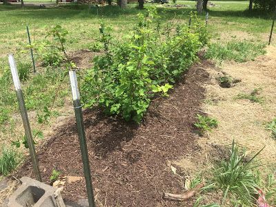 there is a small garden in the yard with some plants growing out of its hole