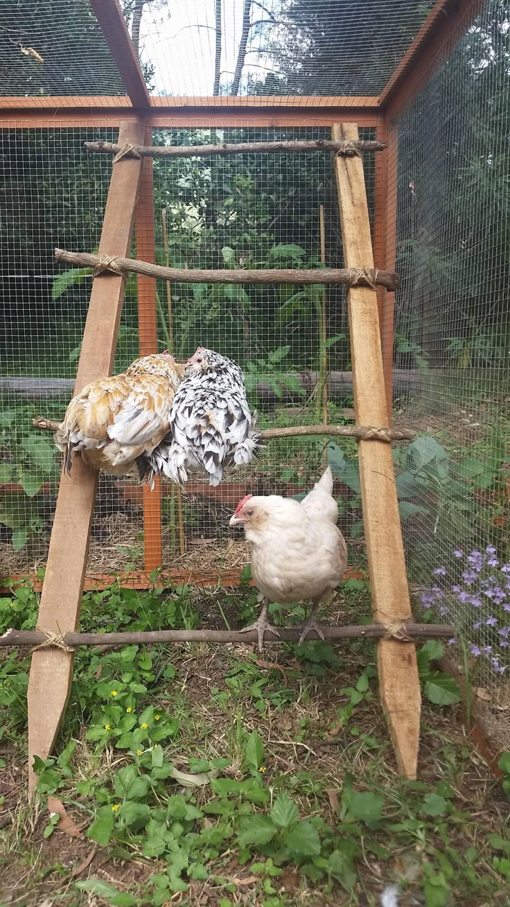 two chickens in a chicken coop on the ground