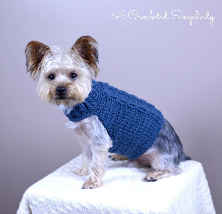 a small dog wearing a blue sweater on top of a white table with a gray wall in the background