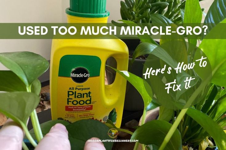 a hand holding a bottle of plant food next to potted plants with text that reads, used too much miracle - gro? here's how to fix it