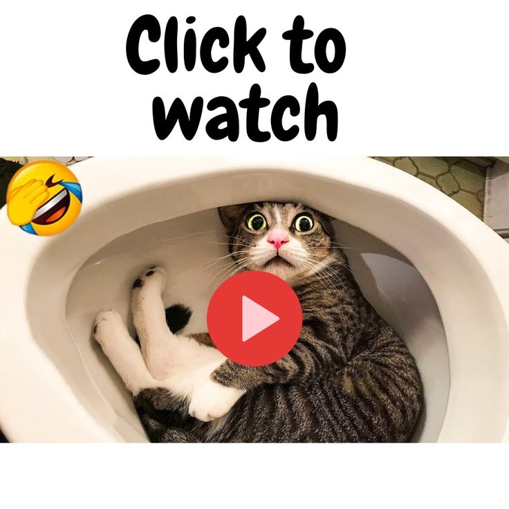 a cat sitting in a toilet with the caption'click to watch'above it