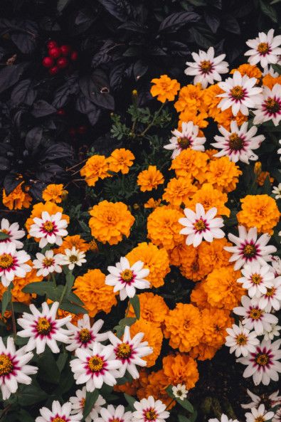 white and orange flowers are growing in the garden