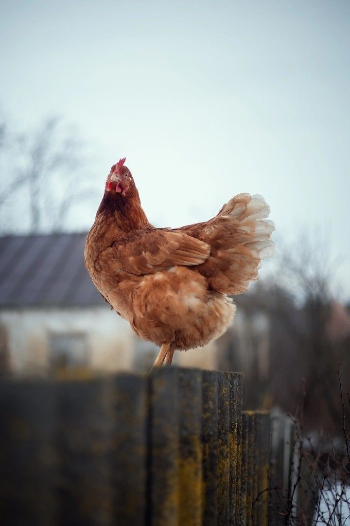 a brown chicken standing on top of a wooden fence