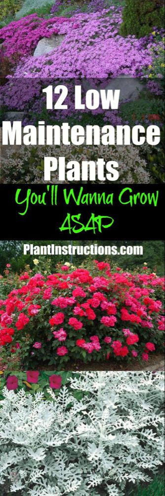 flowers with the title 12 low maintenance plants you'll want to grow