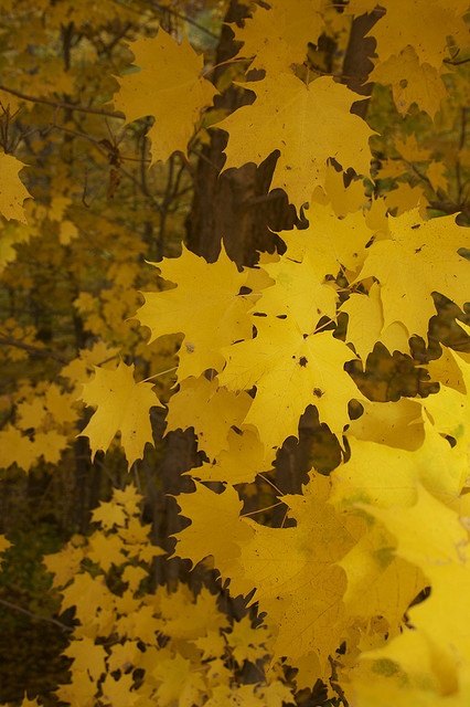 yellow leaves on the branches of a tree