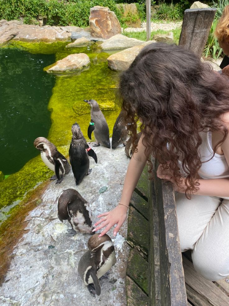 a woman kneeling down next to a group of penguins on a pier near a body of water