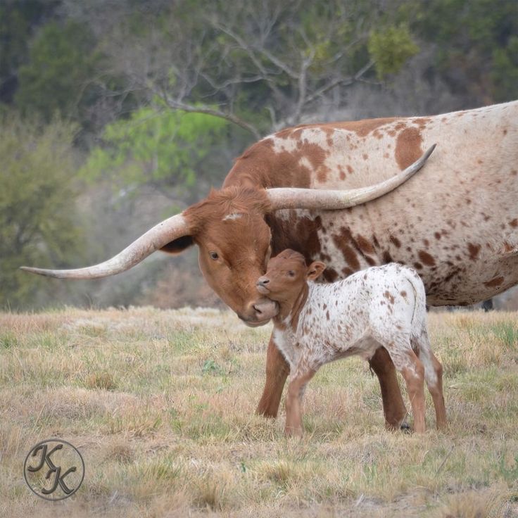 an adult and baby cow standing in the grass