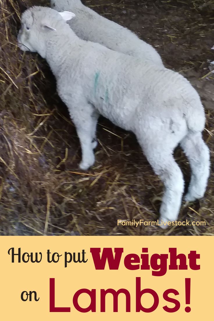 two lambs laying in hay with the words need lambs to gain weight?