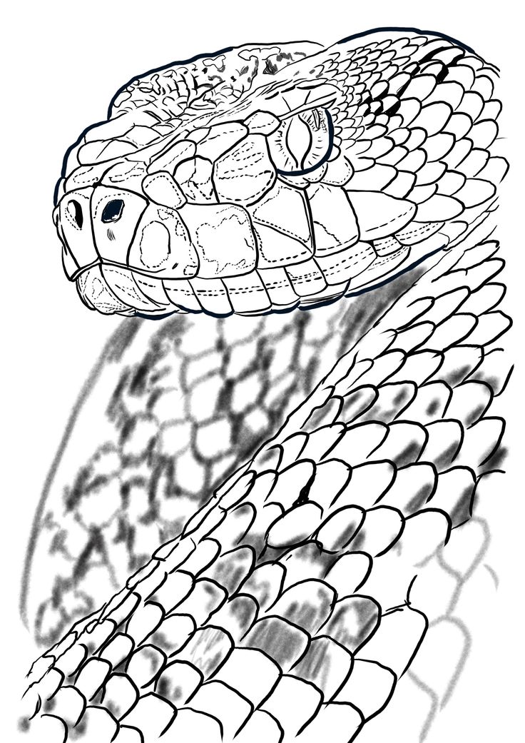 a drawing of a snake's head in black and white