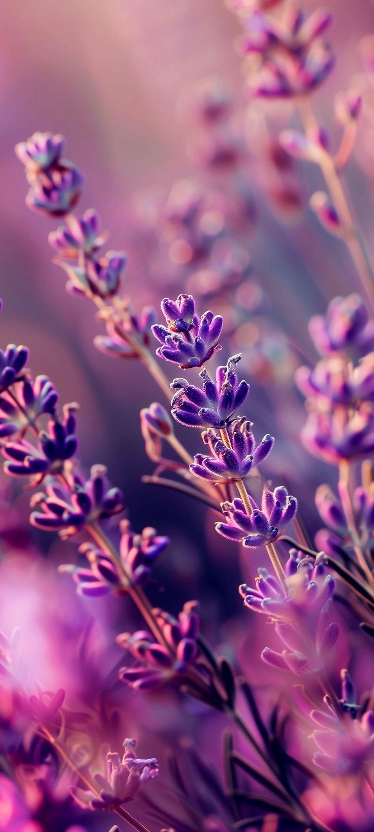 some purple flowers that are in the grass