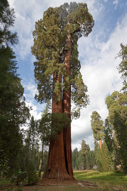 a large tree in the middle of a forest with blue sky and clouds above it