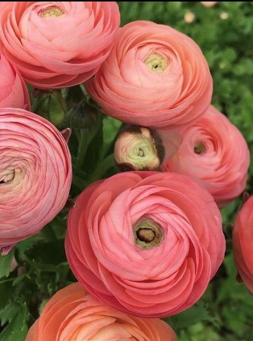 many pink flowers with green leaves in the background and one large flower that has been cut open