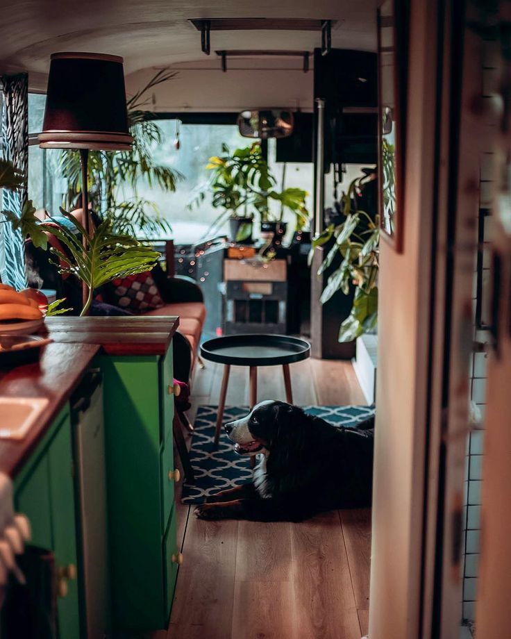 a dog laying on the floor next to a table in a room filled with potted plants