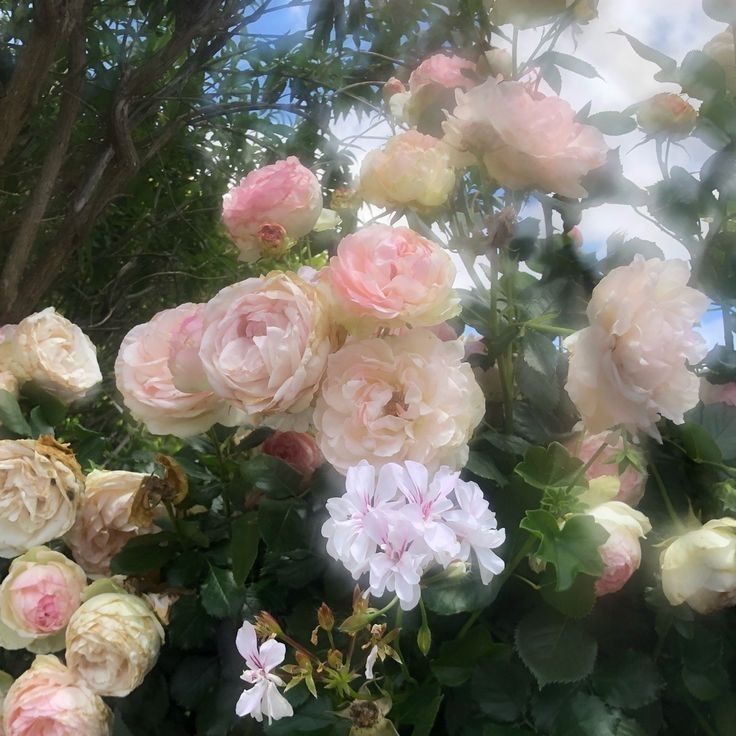 some pink and white flowers are in the bushes