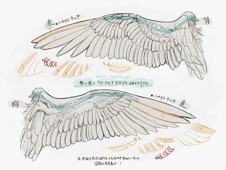 two different kinds of birds with wings spread out and the words written in japanese on them