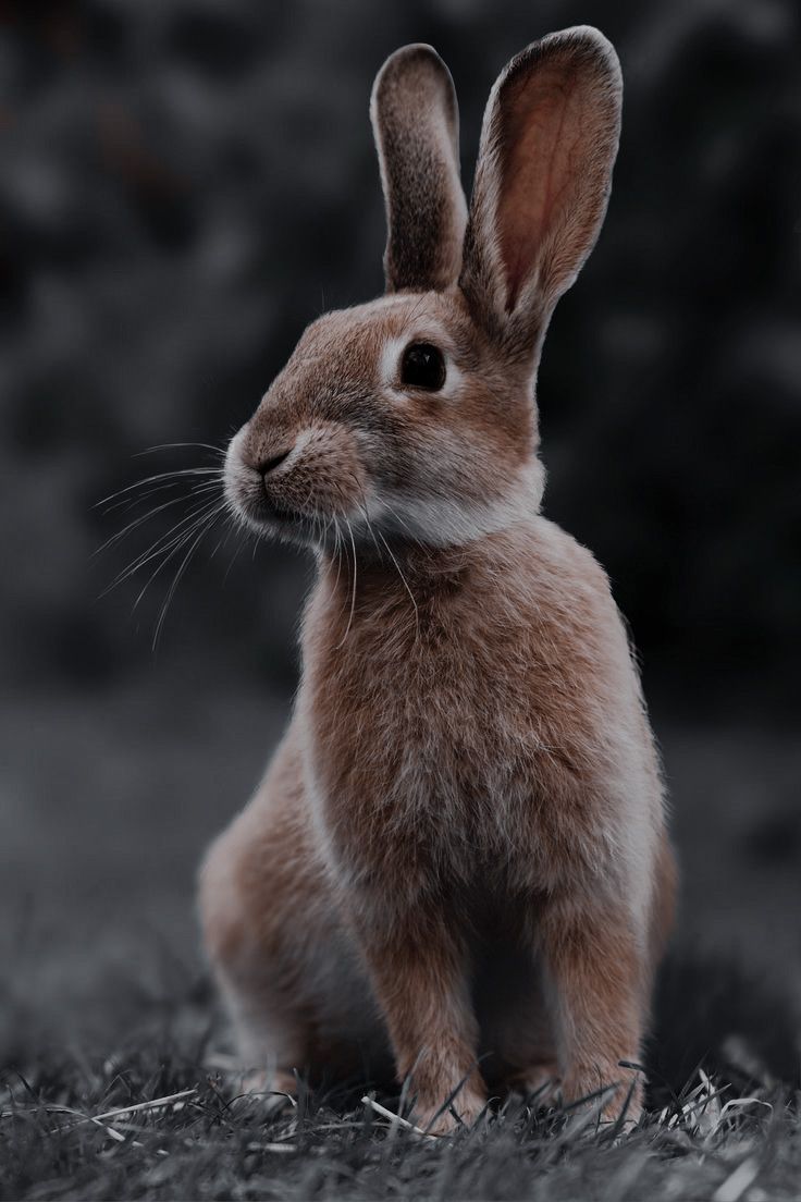 a brown rabbit sitting on top of a grass covered field