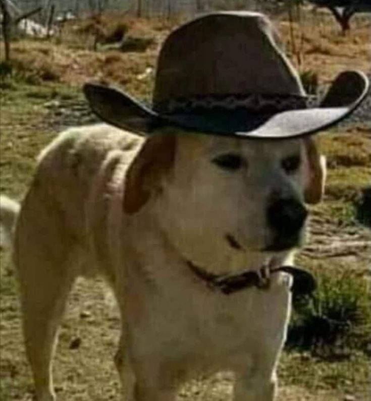 a dog wearing a cowboy hat standing in the grass