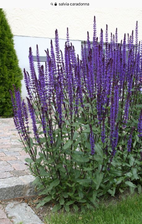 purple flowers are growing in the grass near a brick walkway and white building with windows