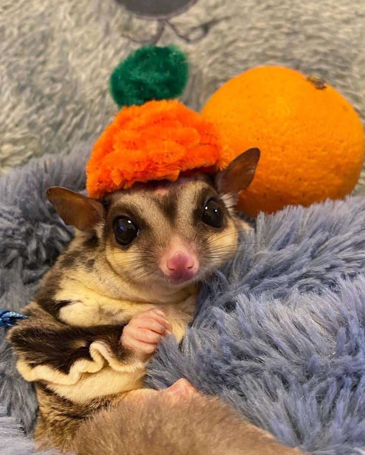 a small rodent wearing an orange hat on top of it's head while sitting in a person's lap