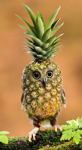 a pineapple sitting on top of a tree branch with eyes wide open and one eye partially closed