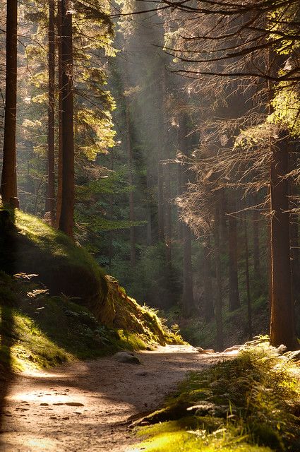 the sun shines through the trees in the forest on a dirt path surrounded by green grass and tall pine trees