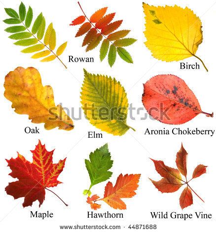 different types of autumn leaves on a white background with the names of them in red, yellow and green