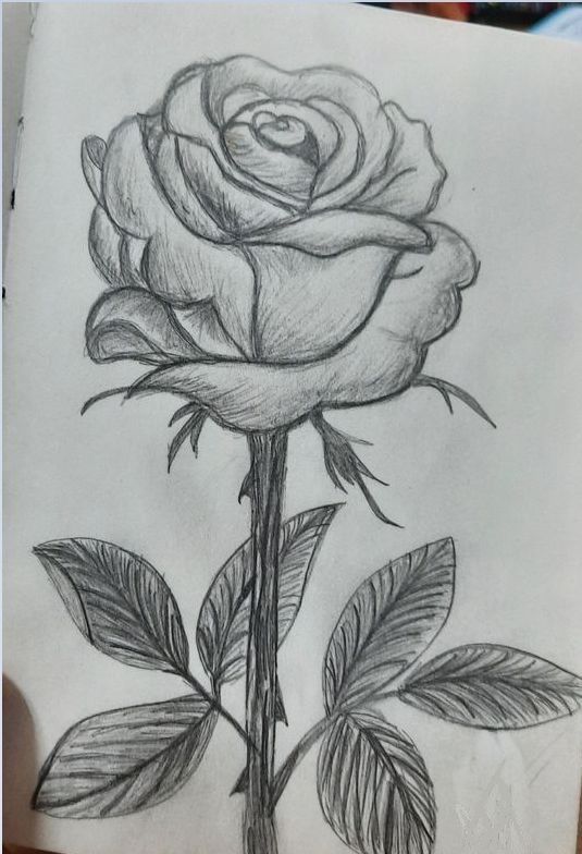 a pencil drawing of a rose with leaves