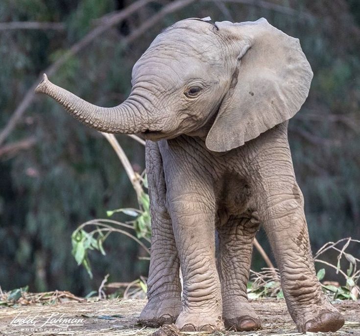 an elephant standing on top of a dirt field next to some grass and trees in the background